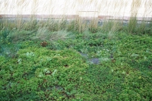 A Green roof installed on the roof of the Bronx Courthouse in 2008.